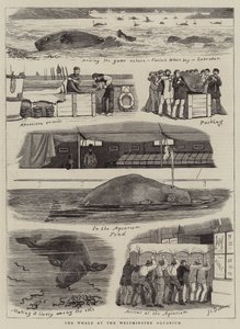 La baleine à l
